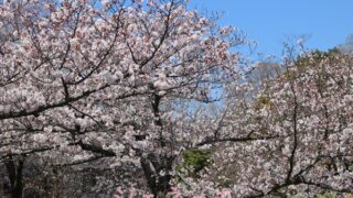 玉敷の桜　2019年4月